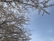 近所の公園の桜も満開です！