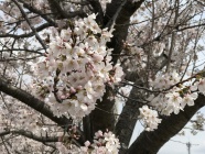 桜は心をホッとさせてくれます。